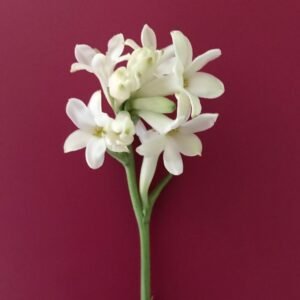 Tuberose White Flower Bulbs
