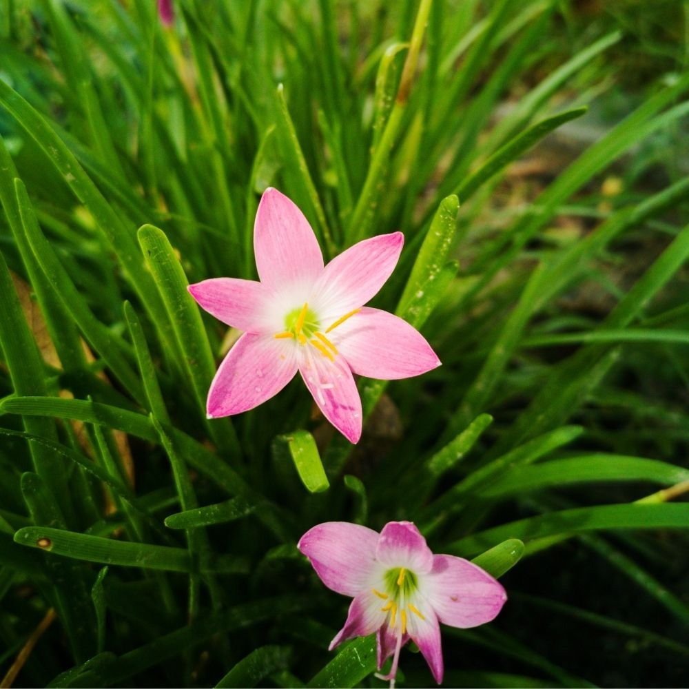 Rain Lily Pink Flower Bulbs - Image 3