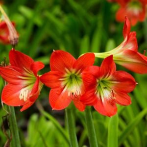 Amaryllis Lily Mix Flower Bulb