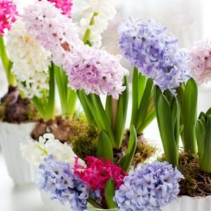 Hyacinth Mixed Color Flower Bulbs