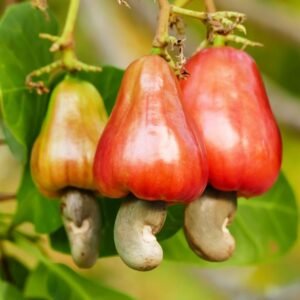 Cashew (Kaju Beej) Seeds