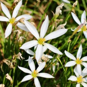 Rain Lily White Flower Bulbs