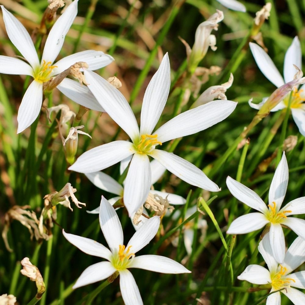 Rain Lily White Flower Bulbs - Image 3