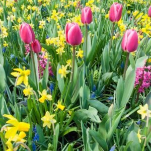 Tritonia Mixed Color Flower Bulbs