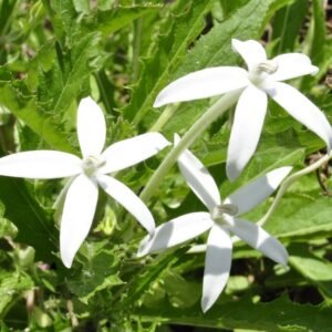 Ornithogalum Chincherinchee Flower Bulb