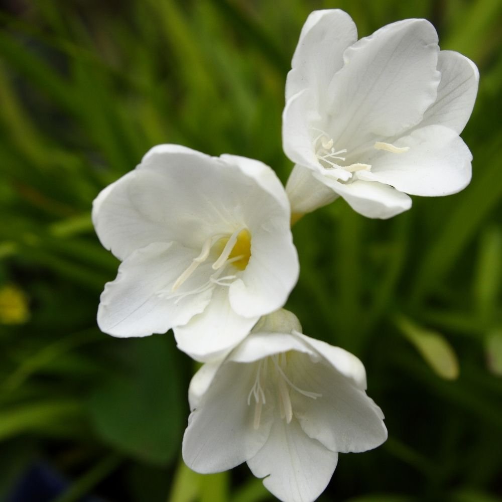 Ixia Mixed Color Flower Bulbs - Image 3