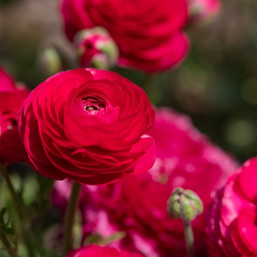 Ranunculus Red Flower Bulbs - Image 3