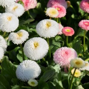Daisy Pomponette Mix Seeds