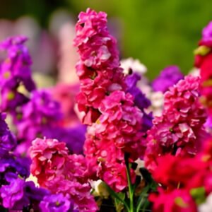 Stock Mixed Color Flower Seed