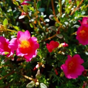 Portulaca Grandiflora Seeds