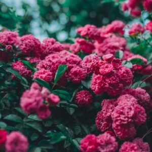 Carnation Mix Seeds