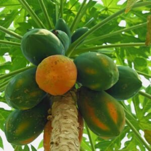 Papaya F1 Hybrid Seeds