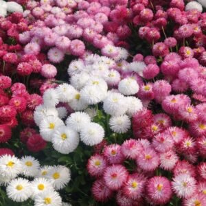 Daisy Double Mix Seeds