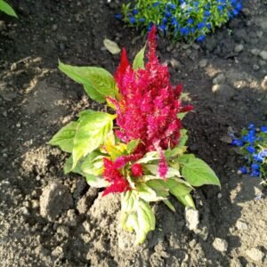 Celosia Cockscomb Dwarf Mix Seeds
