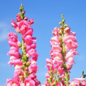 Antirrhinum Tom Thumb Dwarf Mix Seeds