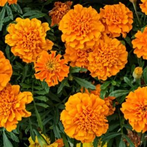 Marigold Double Dwarf Orange Seeds