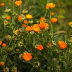 Calendula Officinalis Fiesta Gitana Orange Seeds