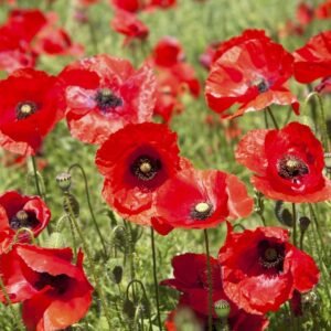 Iceland Poppy Mix Seeds