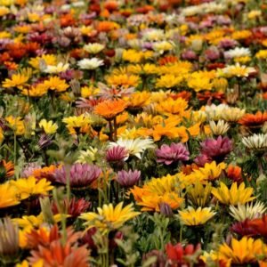 Gazania Star Light Dwarf Mix seeds