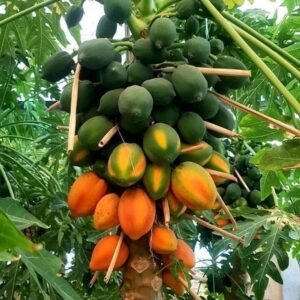 Red Long Papaya Seeds