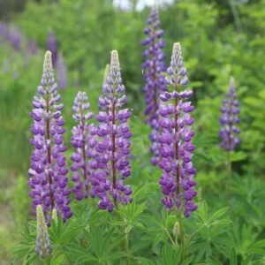 Lupin (Bluebonnet) Hartwegii Pixie Mix Seeds