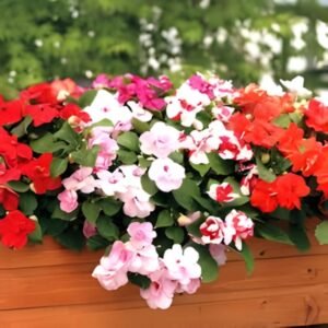 Balsam Tom Thumb Mix Seeds