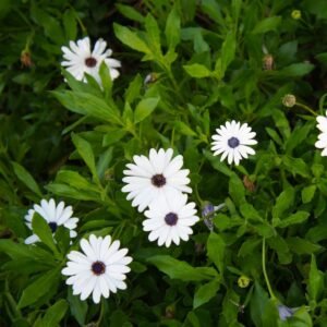 Dimorphotheca Glistening White Seeds
