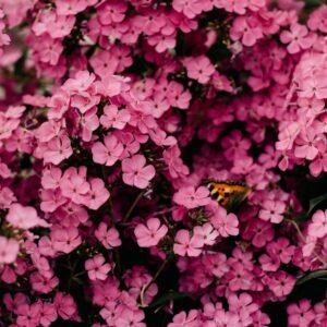 Set of 20 Winter Season Flower Seeds Kit