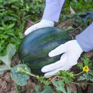 Watermelon Oval Dark Green
