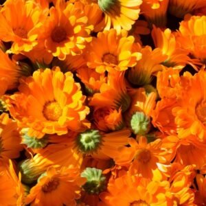 Calendula Officinalis Fiesta Gitana Mix Seeds