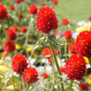 Gomphrena Strawberry Fields flower Seeds