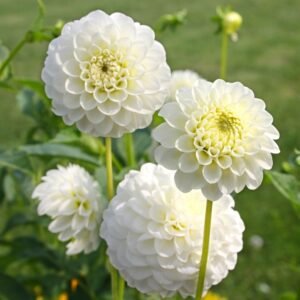 Dahlia Variabillis Figaro Type Imperial Mix Seeds