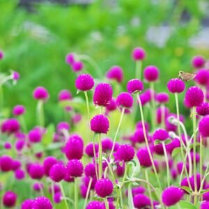 Gomphrena Choice Mixed Seeds