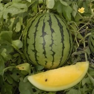 Watermelon Yellow Seeds