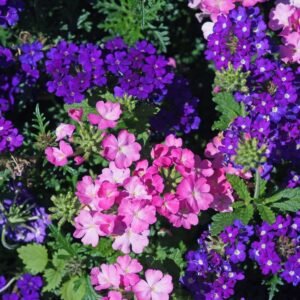 Verbena Ideal Florist Mix Seeds