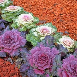 Ornamental Kale Fringed Leaves seeds