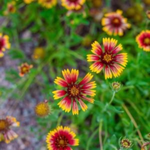 Gaillardia Pulchella Mix Seed