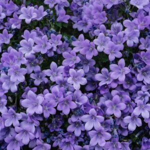 Zinnia Purple Flower Seeds