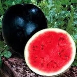 Watermelon Round Black
