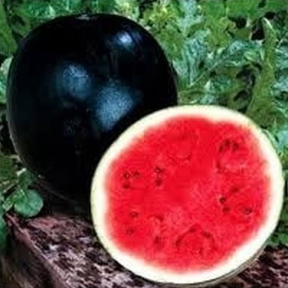 Watermelon Round Black - Image 3