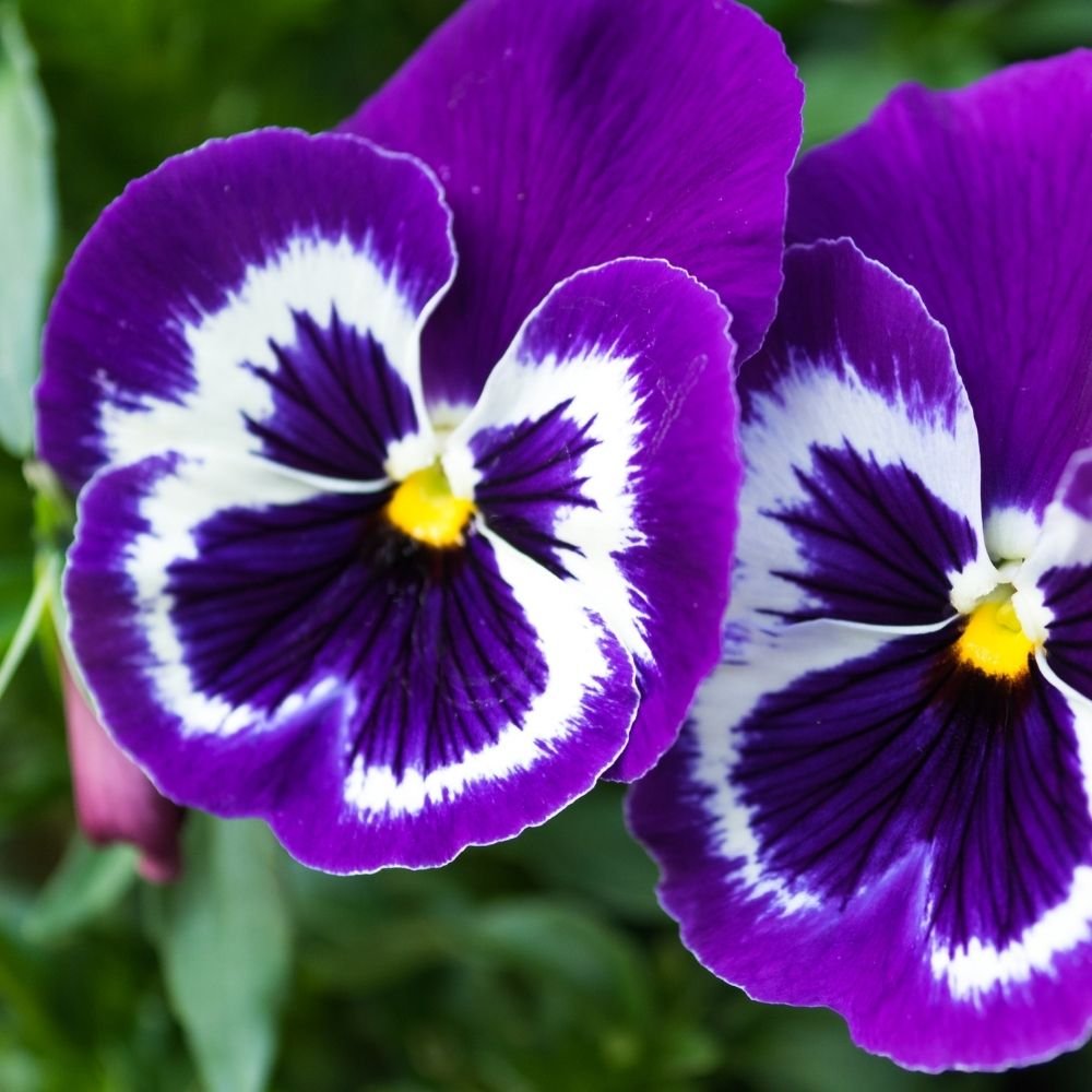 Pansy Swiss Giant Blue seeds - Image 3