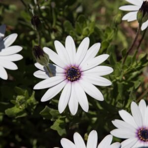 Osteospermum Ecklonis Mix seeds