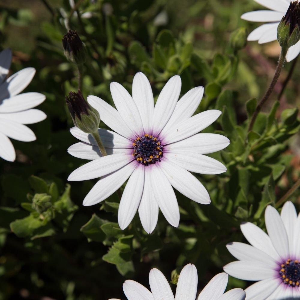 Osteospermum Ecklonis Mix seeds - Image 3