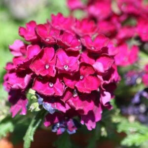 Phlox Beauty Dwarf Red Seeds