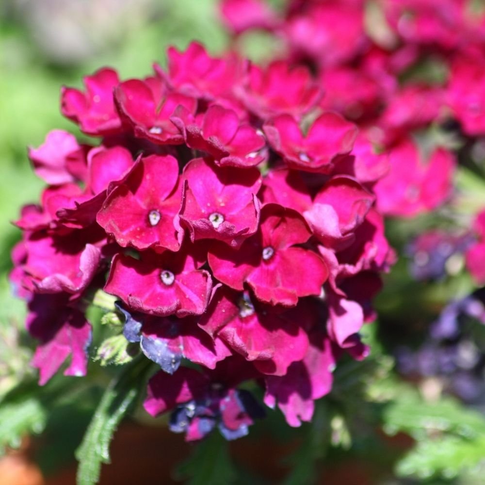 Phlox Beauty Dwarf Red Seeds - Image 3