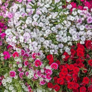 Brachycome Mix Flower Seeds