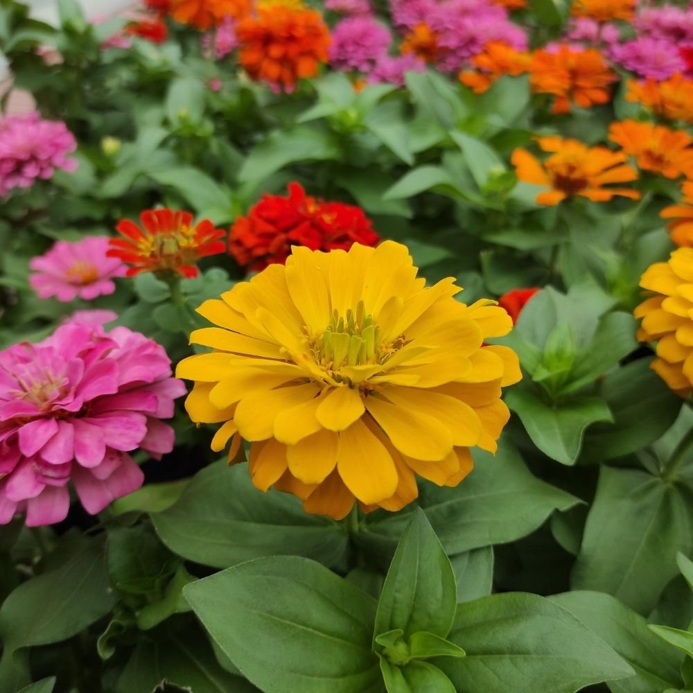 Clarkia Elegans Double Mix Seed - Image 3