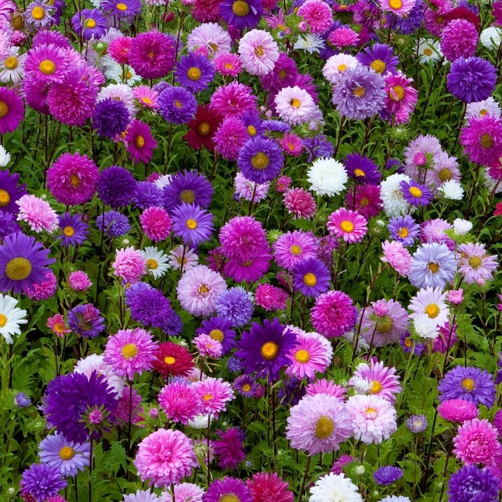China Aster Mixed Flower Seed - Image 3