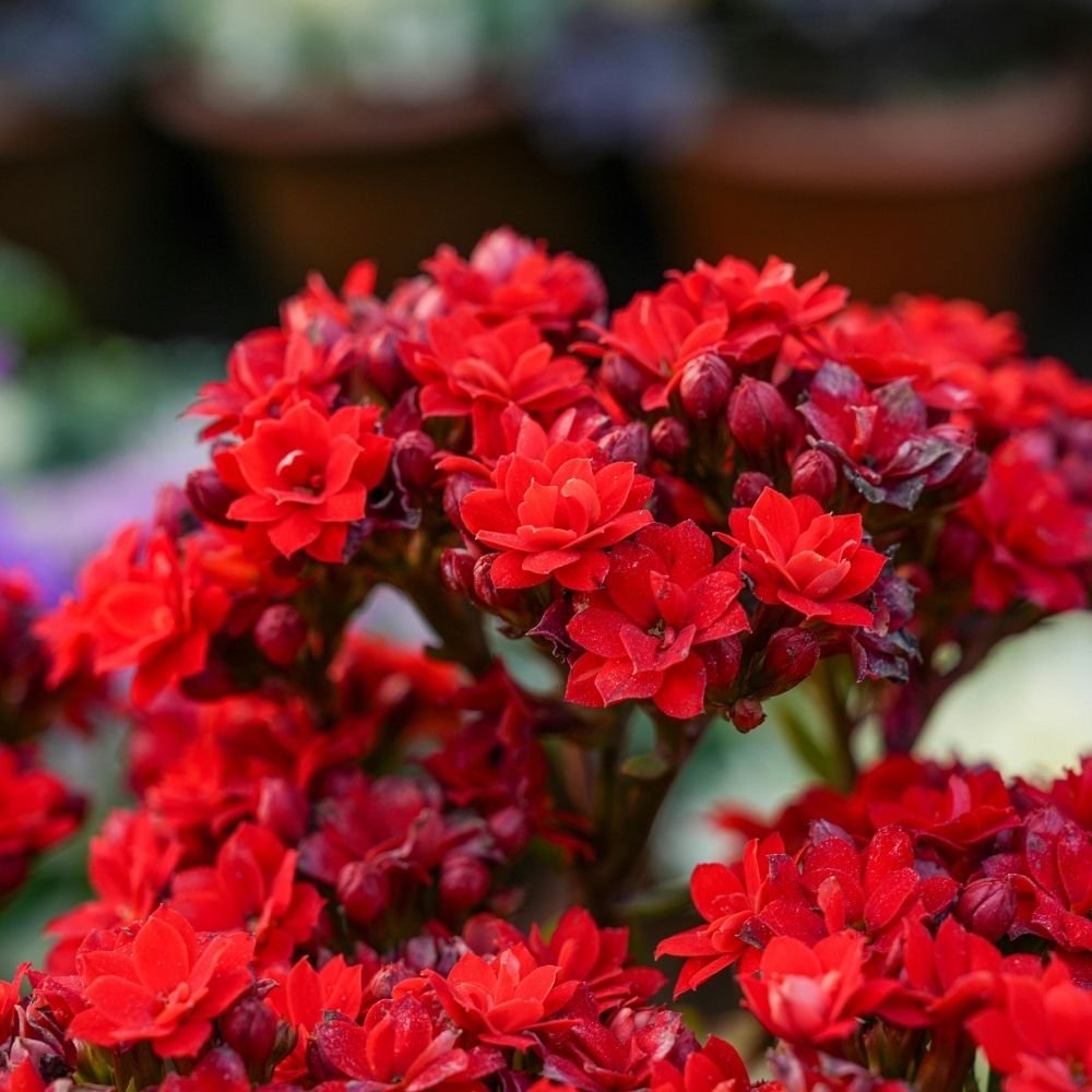 Acroclinium Red Flower Seeds - Image 3
