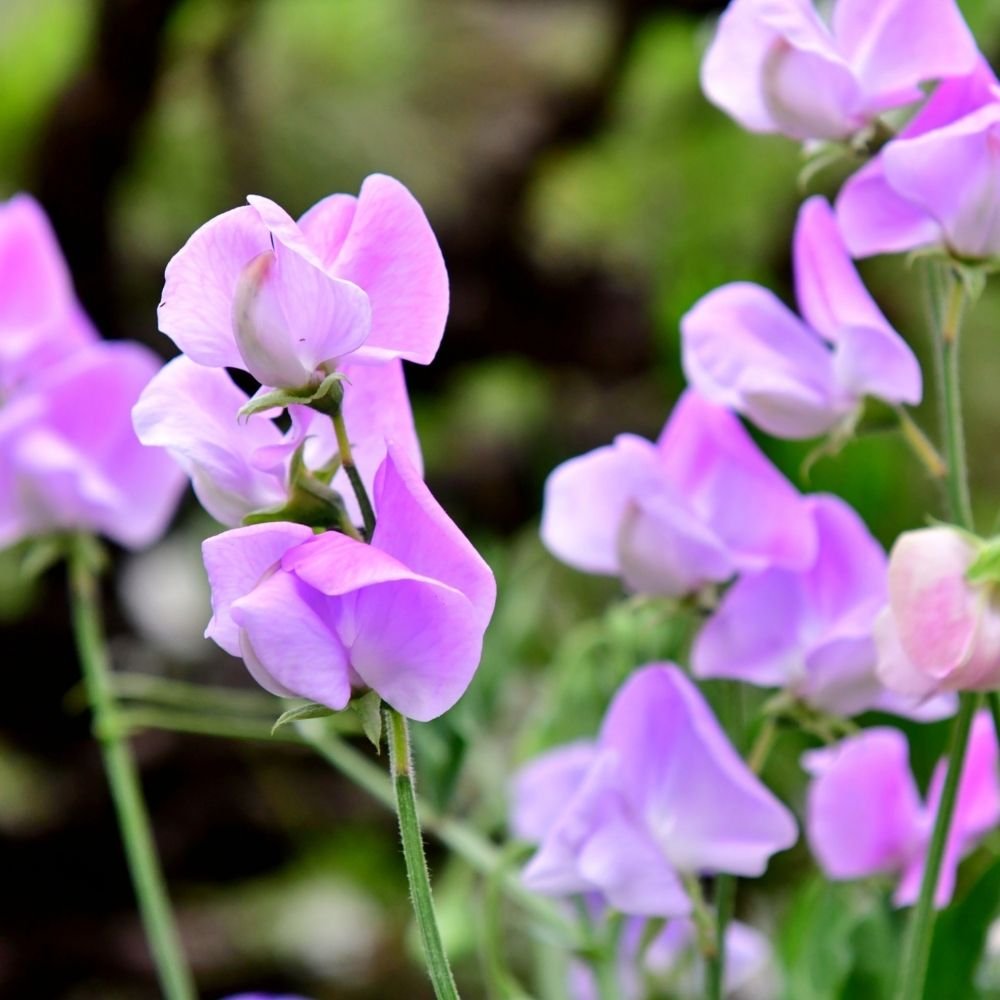 Sweet Peas Seeds - Image 3